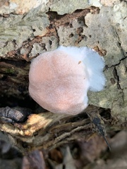 Rhodofomes cajanderi