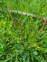 Plantago australis