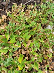 Viola rupestris