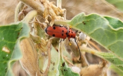 Tetraopes thermophilus