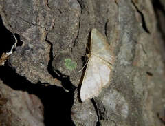 Idaea ostrinaria