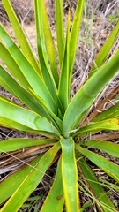 Yucca rupicola