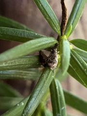 Pseudoedophrys hilleri