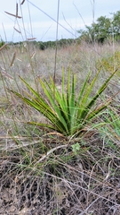 Yucca rupicola