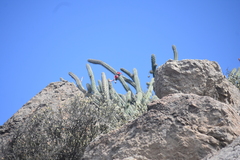 Stenocereus gummosus