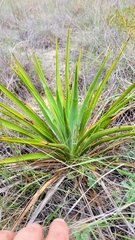 Yucca rupicola