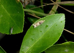 Crocidosema plebejana