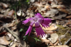 Dianthus seguieri