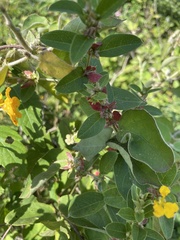 Callaeum macropterum