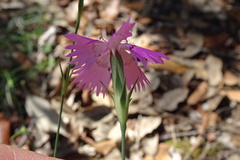 Dianthus seguieri