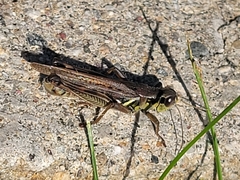 Melanoplus sanguinipes