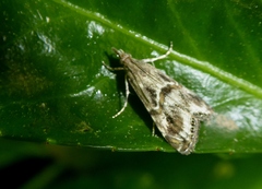 Euchromius cambridgei