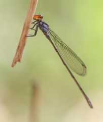 Pseudagrion ignifer
