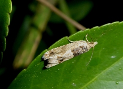 Crocidosema plebejana