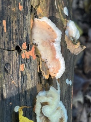 Merulius tremellosus