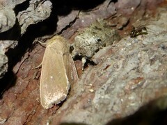Anarta sodae