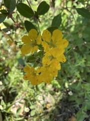 Callaeum macropterum