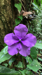 Brunfelsia uniflora