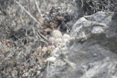 Mammillaria dioica dioica