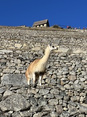 Lama