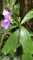 Brunfelsia uniflora
