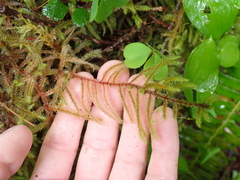 Rhytidiadelphus loreus