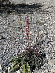Penstemon eatonii