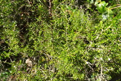 Erica arborea