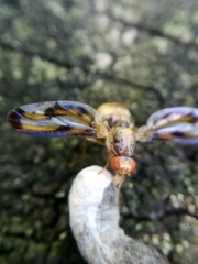 Toxonevra muliebris
