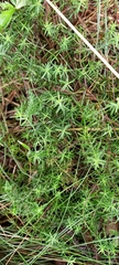 Aldama linearis