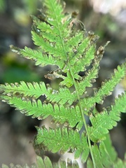 Amauropelta noveboracensis