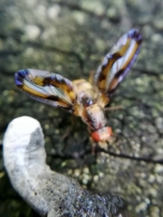 Toxonevra muliebris