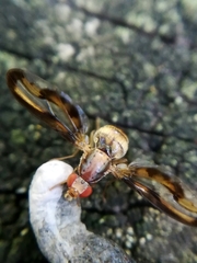 Toxonevra muliebris
