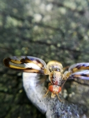 Toxonevra muliebris