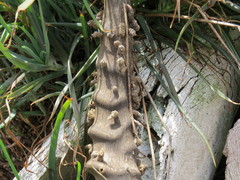 Ceratophaga vastella