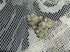 Polymixis xanthomista