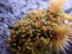 Douinia ovata