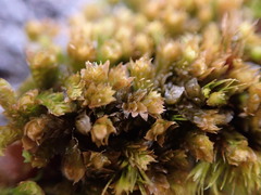 Douinia ovata