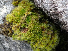 Douinia ovata