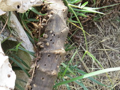 Ceratophaga vastella