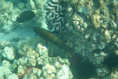 Cephalopholis argus