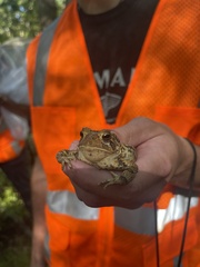 Anaxyrus americanus