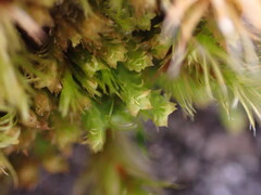 Douinia ovata