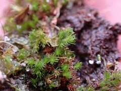 Takakia ceratophylla