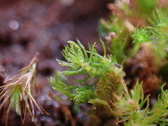 Takakia ceratophylla