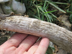 Ceratophaga vastella