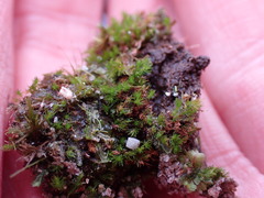 Takakia ceratophylla