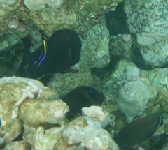 Labroides phthirophagus