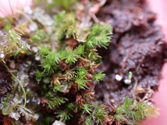 Takakia ceratophylla