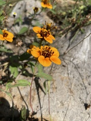 Sclerocarpus uniserialis